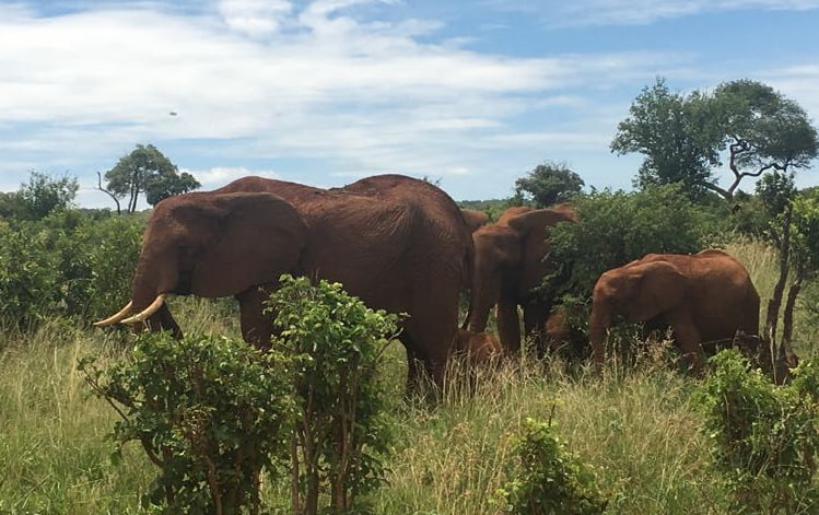 Africa Amini Alama! Afrika, ich glaube an dich