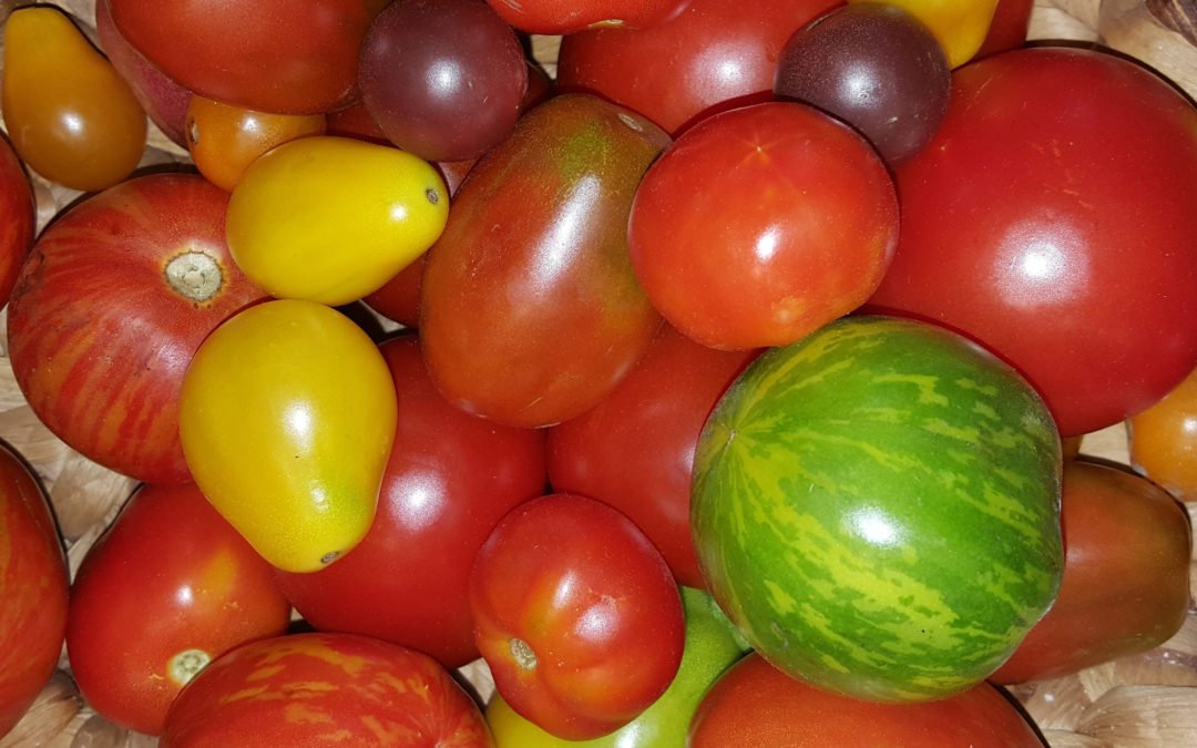 Elternwerkstatt empfiehlt: Wissens-Quiz Obst, Gemüse und Milch