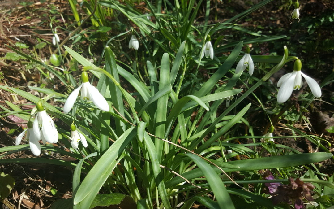 Schönen Frühlingsanfang!